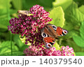 Beautiful Peacock butterfly (Aglais io) with vibrant eye spots sitting on pink Sedum (Stonecrop) flowers in sunny garden. 140379540