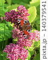 Beautiful Peacock butterfly (Aglais io) with vibrant eye spots sitting on pink Sedum (Stonecrop) flowers in sunny garden. 140379541