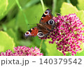 Beautiful Peacock butterfly (Aglais io) with vibrant eye spots sitting on pink Sedum (Stonecrop) flowers in sunny garden. 140379542