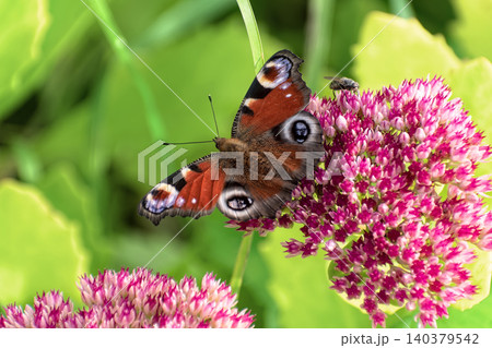 Beautiful Peacock butterfly (Aglais io) with vibrant eye spots sitting on pink Sedum (Stonecrop) flowers in sunny garden. Beautiful Peacock butterfly (Aglais io) with vibrant eye spots sitting on pink Sedum (Stonecrop) flowers in sunny garden. 140379542