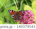 Beautiful Peacock butterfly (Aglais io) with vibrant eye spots sitting on pink Sedum (Stonecrop) flowers in sunny garden. 140379543