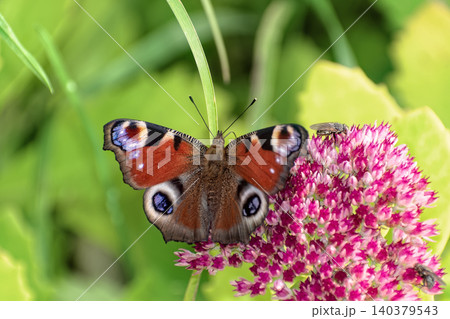 Beautiful Peacock butterfly (Aglais io) with vibrant eye spots sitting on pink Sedum (Stonecrop) flowers in sunny garden. Beautiful Peacock butterfly (Aglais io) with vibrant eye spots sitting on pink Sedum (Stonecrop) flowers in sunny garden. 140379543