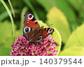 Beautiful Peacock butterfly (Aglais io) with vibrant eye spots sitting on pink Sedum (Stonecrop) flowers in sunny garden. 140379544