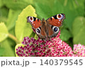 Beautiful Peacock butterfly (Aglais io) with vibrant eye spots sitting on pink Sedum (Stonecrop) flowers in sunny garden. 140379545