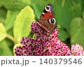Beautiful Peacock butterfly (Aglais io) with vibrant eye spots sitting on pink Sedum (Stonecrop) flowers in sunny garden. 140379546