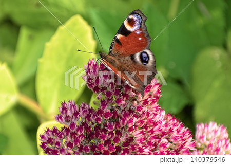 Beautiful Peacock butterfly (Aglais io) with vibrant eye spots sitting on pink Sedum (Stonecrop) flowers in sunny garden. Beautiful Peacock butterfly (Aglais io) with vibrant eye spots sitting on pink Sedum (Stonecrop) flowers in sunny garden. 140379546