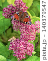 Beautiful Peacock butterfly (Aglais io) with vibrant eye spots sitting on pink Sedum (Stonecrop) flowers in sunny garden. 140379547