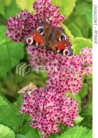 Beautiful Peacock butterfly (Aglais io) with vibrant eye spots sitting on pink Sedum (Stonecrop) flowers in sunny garden. Beautiful Peacock butterfly (Aglais io) with vibrant eye spots sitting on pink Sedum (Stonecrop) flowers in sunny garden. 140379547