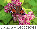 Beautiful Peacock butterfly (Aglais io) with vibrant eye spots sitting on pink Sedum (Stonecrop) flowers in sunny garden. 140379548