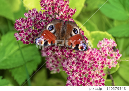Beautiful Peacock butterfly (Aglais io) with vibrant eye spots sitting on pink Sedum (Stonecrop) flowers in sunny garden. 140379548