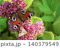 Beautiful Peacock butterfly (Aglais io) with vibrant eye spots sitting on pink Sedum (Stonecrop) flowers in sunny garden. 140379549