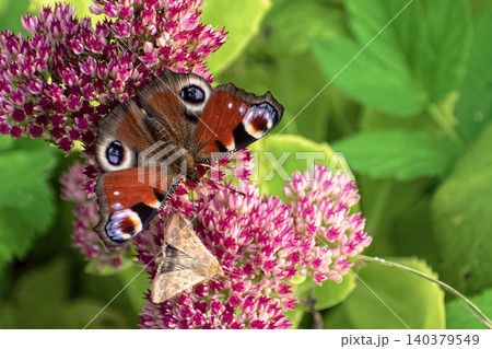 Beautiful Peacock butterfly (Aglais io) with vibrant eye spots sitting on pink Sedum (Stonecrop) flowers in sunny garden. 140379549