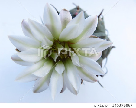 バッテリー 開花 バッテリー 開花 140379867