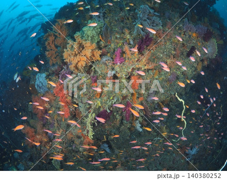 伊東の海に広がるカラフルなソフトコーラルと魚の群れ 伊東の海に広がるカラフルなソフトコーラルと魚の群れ 140380252