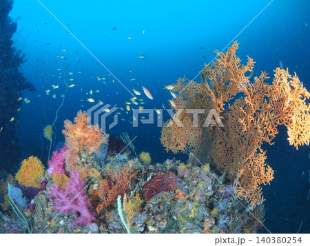 伊東の青い海に広がるソフトコーラルと熱帯魚 伊東の青い海に広がるソフトコーラルと熱帯魚 140380254