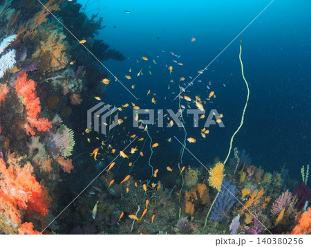 伊東の青い海を泳ぐ熱帯魚の群れ 伊東の青い海を泳ぐ熱帯魚の群れ 140380256