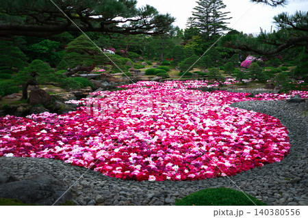 和風庭園の池に浮かぶ赤やピンクの牡丹の花々 和風庭園の池に浮かぶ赤やピンクの牡丹の花々 140380556