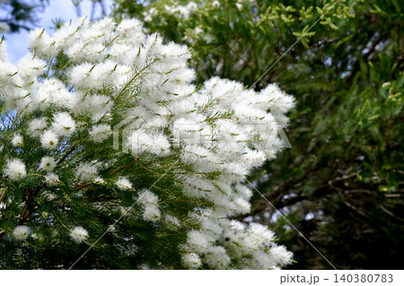 ティーツリーの花 ティーツリーの花 140380783