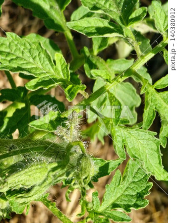 Young tomato inflorescence and foliage of Solanum lycopersicum Young tomato inflorescence and foliage of Solanum lycopersicum 140380912