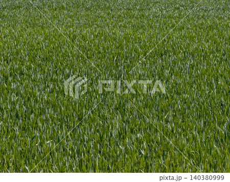 Dense green field of young grass or crop Dense green field of young grass or crop 140380999