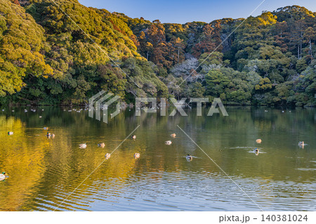 御前崎市の桜ヶ池の風景(静岡県) 御前崎市の桜ヶ池の風景(静岡県) 140381024