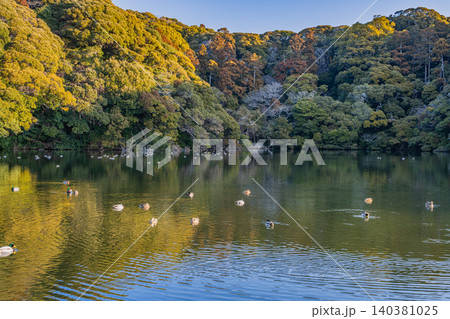 御前崎市の桜ヶ池の風景(静岡県) 140381025