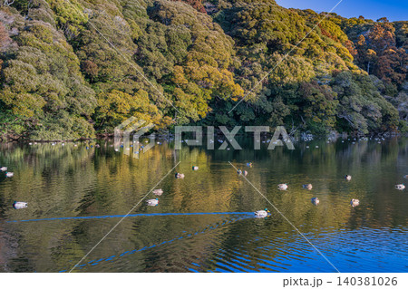 御前崎市の桜ヶ池の風景(静岡県) 御前崎市の桜ヶ池の風景(静岡県) 140381026