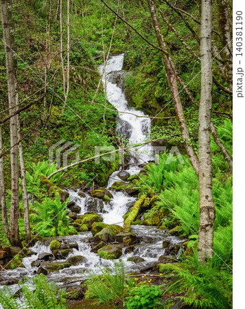 Rushing water tumbles over mossy rocks in the deep forest. 140381190