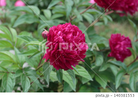 Dark pink peony flower blooming on a bush in a garden close up macro Dark pink peony flower blooming on a bush in a garden close up macro 140381553