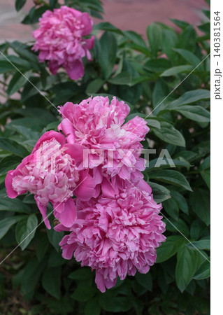 Beautiful pink peony flowers blooming on a bush in summer garden close up Beautiful pink peony flowers blooming on a bush in summer garden close up 140381564