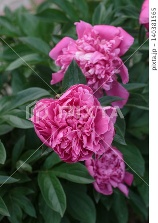 Beautiful pink peony flowers blooming on a bush in summer garden close up 140381565