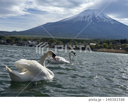 山中湖に浮かぶ2羽の白鳥と冠雪の富士山 山中湖に浮かぶ2羽の白鳥と冠雪の富士山 140381586