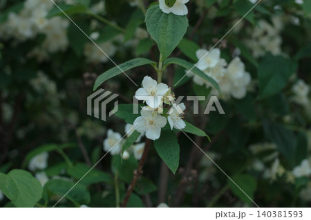 White mock orange flowers blooming on a green shrub in a shaded garden White mock orange flowers blooming on a green shrub in a shaded garden 140381593