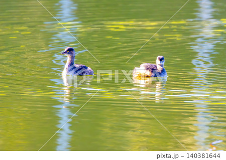 Eurasian Coot duckling waterbirds paddling on a lake Eurasian Coot duckling waterbirds paddling on a lake 140381644