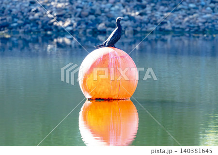 A Little Black Cormorant standing on a round orange buoy in a lake A Little Black Cormorant standing on a round orange buoy in a lake 140381645