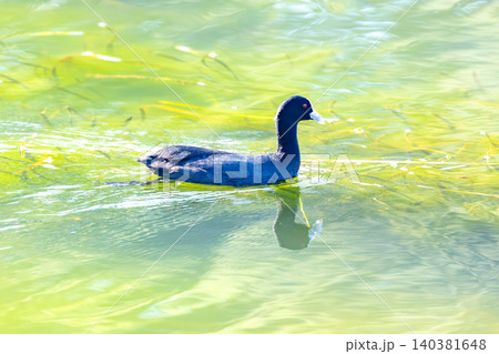 A Eurasian Coot waterbird paddling in a lake A Eurasian Coot waterbird paddling in a lake 140381648