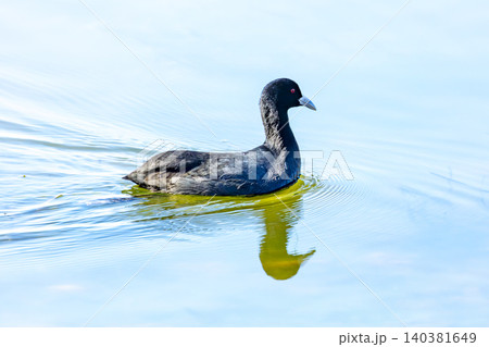 A Eurasian Coot waterbird paddling in a lake A Eurasian Coot waterbird paddling in a lake 140381649