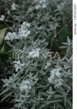 White snow-in-summer flowers blooming on silvery grey foliage background White snow-in-summer flowers blooming on silvery grey foliage background 140381687