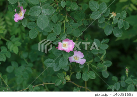 Pink wild dog rose flowers blooming on a green bush in summer forest Pink wild dog rose flowers blooming on a green bush in summer forest 140381688
