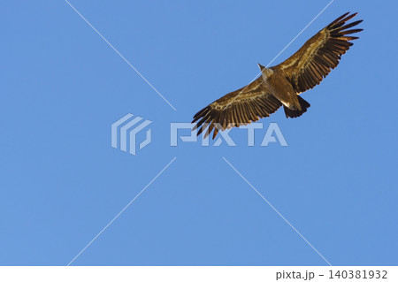 Vulture bird in flight over canyon Gorges du Verdon, Provence in France Vulture bird in flight over canyon Gorges du Verdon, Provence in France 140381932
