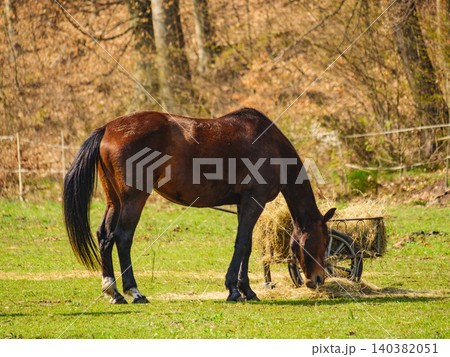 Horse eats hay from a cart in a field during daytime near trees in spring season Horse eats hay from a cart in a field during daytime near trees in spring season 140382051