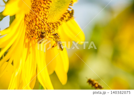 Close up of yellow sunflower with honey bee working collecting pollen. Provence in France. 140382075