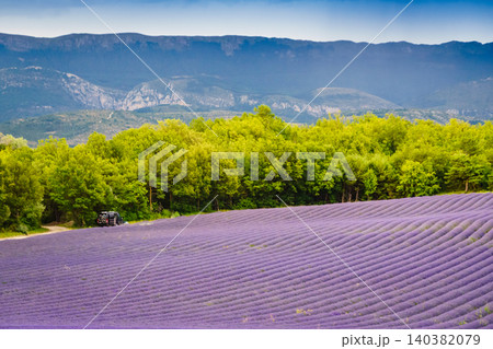 Provence landscape with lavender fields in bloom. Plateau Valensole, Alpes de Haute in France. 140382079