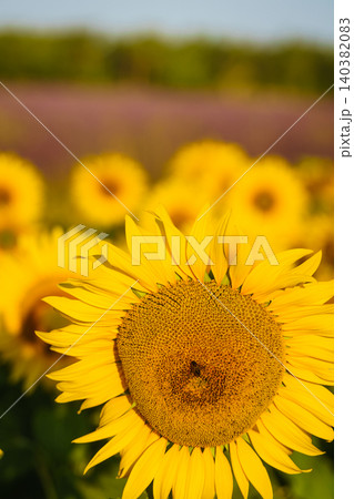 Bright yellow fields of sunflowers and purple lavender on horizon. Provence landscape in France. Bright yellow fields of sunflowers and purple lavender on horizon. Provence landscape in France. 140382083