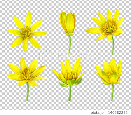 Watercolor botanical set of yellow lesser celandine flowers in bloom and bud stages. Hand-painted wildflowers for patterns, stationery, packaging, invitations, botanical prints and spring designs. Watercolor botanical set of yellow lesser celandine flowers in bloom and bud stages. Hand-painted wildflowers for patterns, stationery, packaging, invitations, botanical prints and spring designs. 140382253