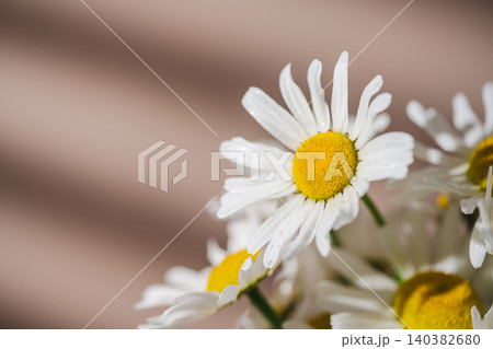 Daisy bouquet in warm sunlight, natural floral background 140382680