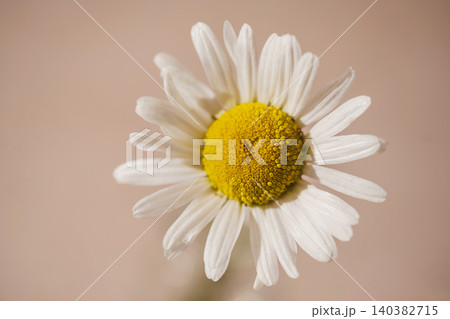 Single daisy flower with soft background, minimal nature concept Single daisy flower with soft background, minimal nature concept 140382715