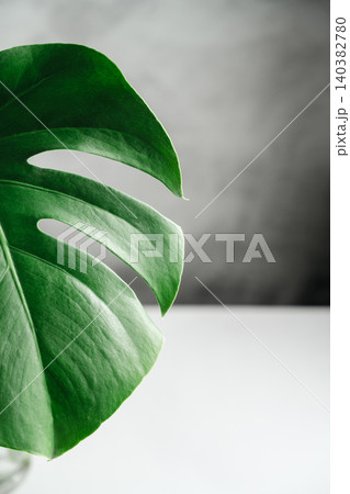 Monstera leaf on white background, tropical botanical minimal nature concept, copy space Monstera leaf on white background, tropical botanical minimal nature concept, copy space 140382780