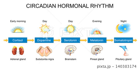Circadian hormonal rhythm from Cortisol and Dopamine to Serotonin, Melatonin and Somatotropin Circadian hormonal rhythm from Cortisol and Dopamine to Serotonin, Melatonin and Somatotropin 140383174