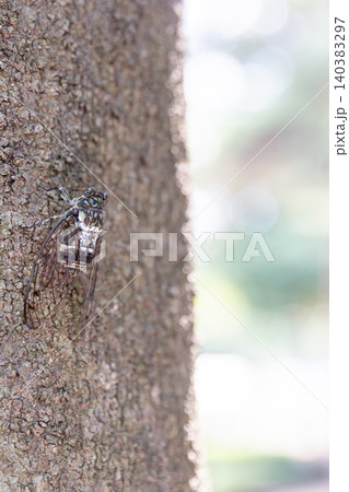 木肌にとまるミンミンゼミ_縦 木肌にとまるミンミンゼミ_縦 140383297